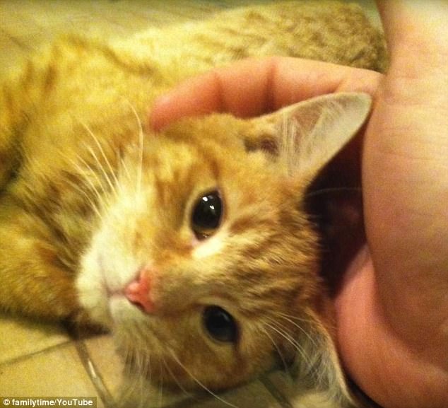 Elsa the cat, now fully recovered, has the look of love and gratitude in her eyes. Her rescuer says a vet pronounced her fit as a fiddle despite her harrowing ordeal 