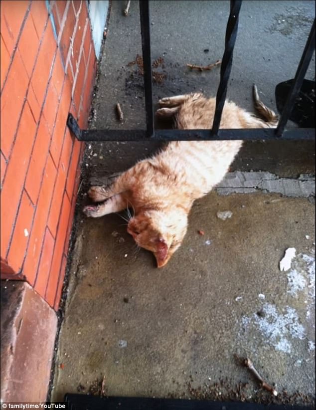 A ginger kitty was found by a seventh grade school teacher almost frozen to death on his front porch