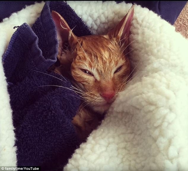 Wrapped in a cozy blanket, the frozen feline began warming and becoming more animated
