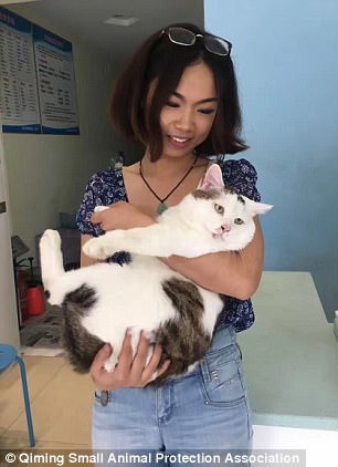 An animal protection group from Chengdu has found an owner for Fei Fei (pictured) after the feline was discharged from the clinic in early July