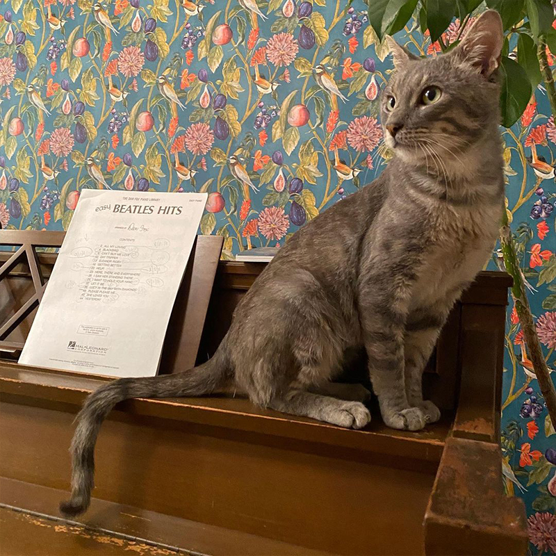 grey cat sitting on a piano with Beetles music sheet