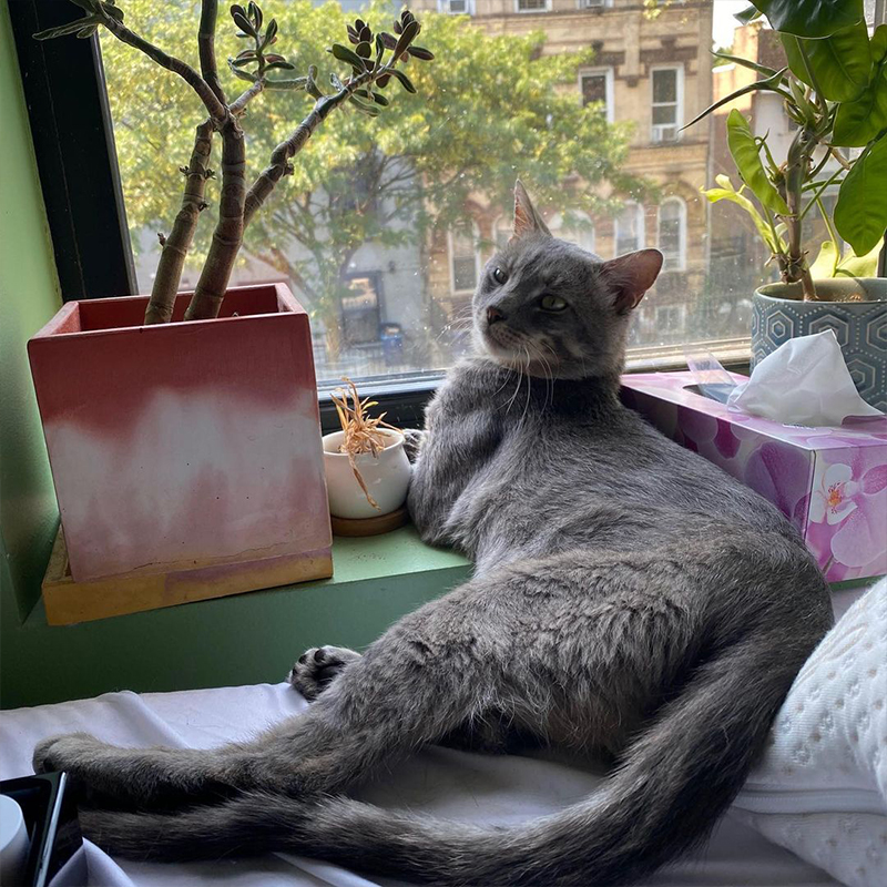 Grey adult cat, senior cat in a windowsill