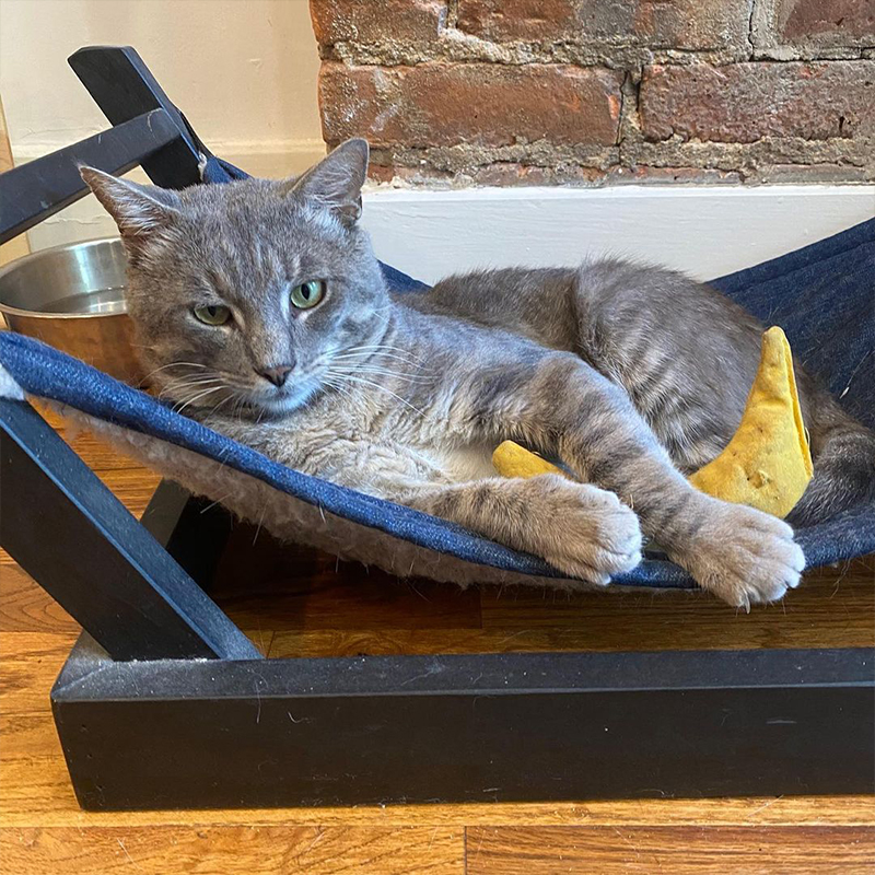 Cute grey cat with a toy banana