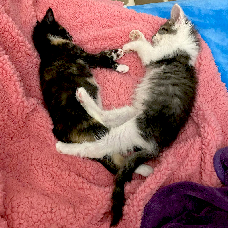Fletcher and Fia on a pink blanket cuddling in the shape of a heart with toes touching