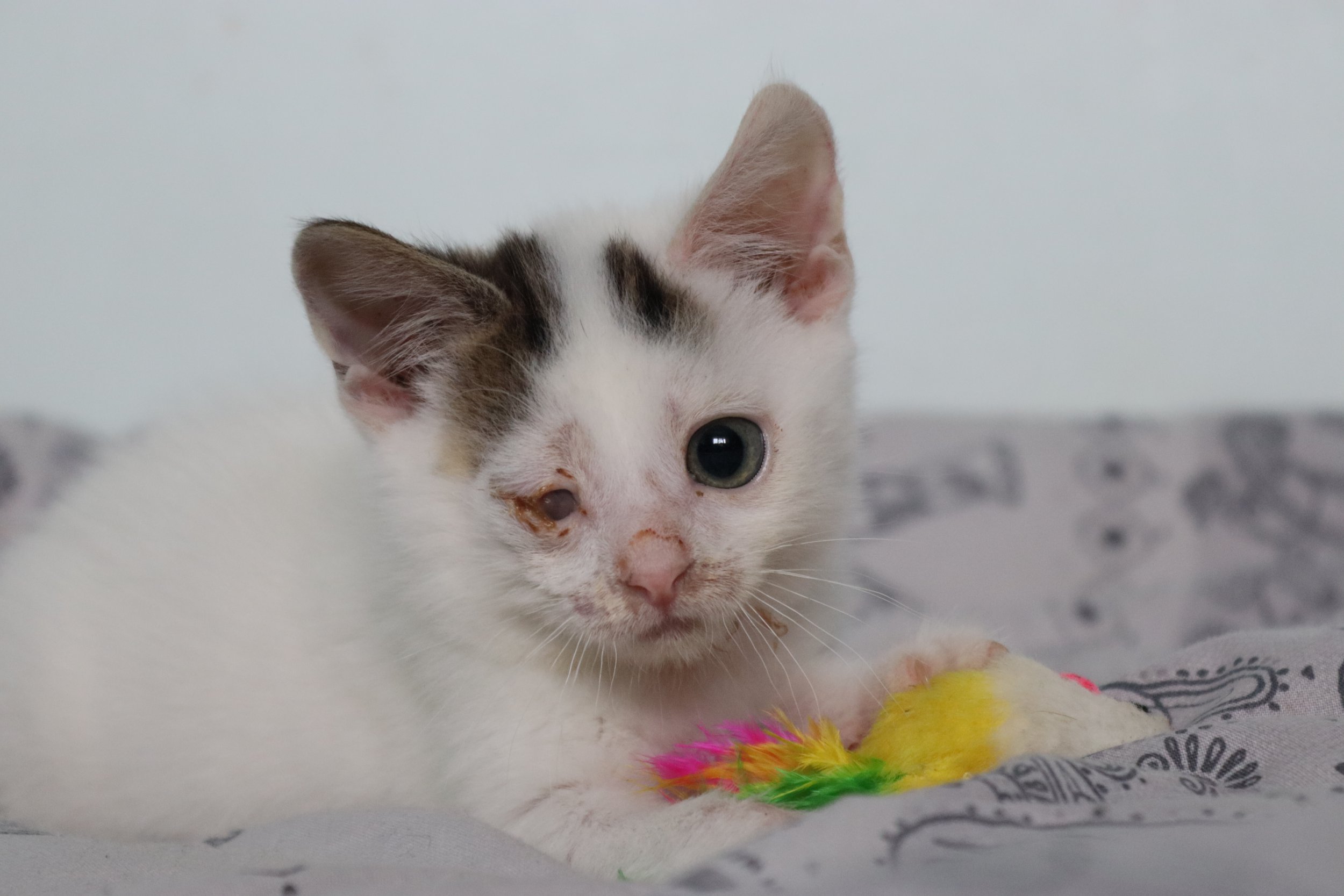 a Kitten found in a scrapyard who's found a new home in time for Christmas