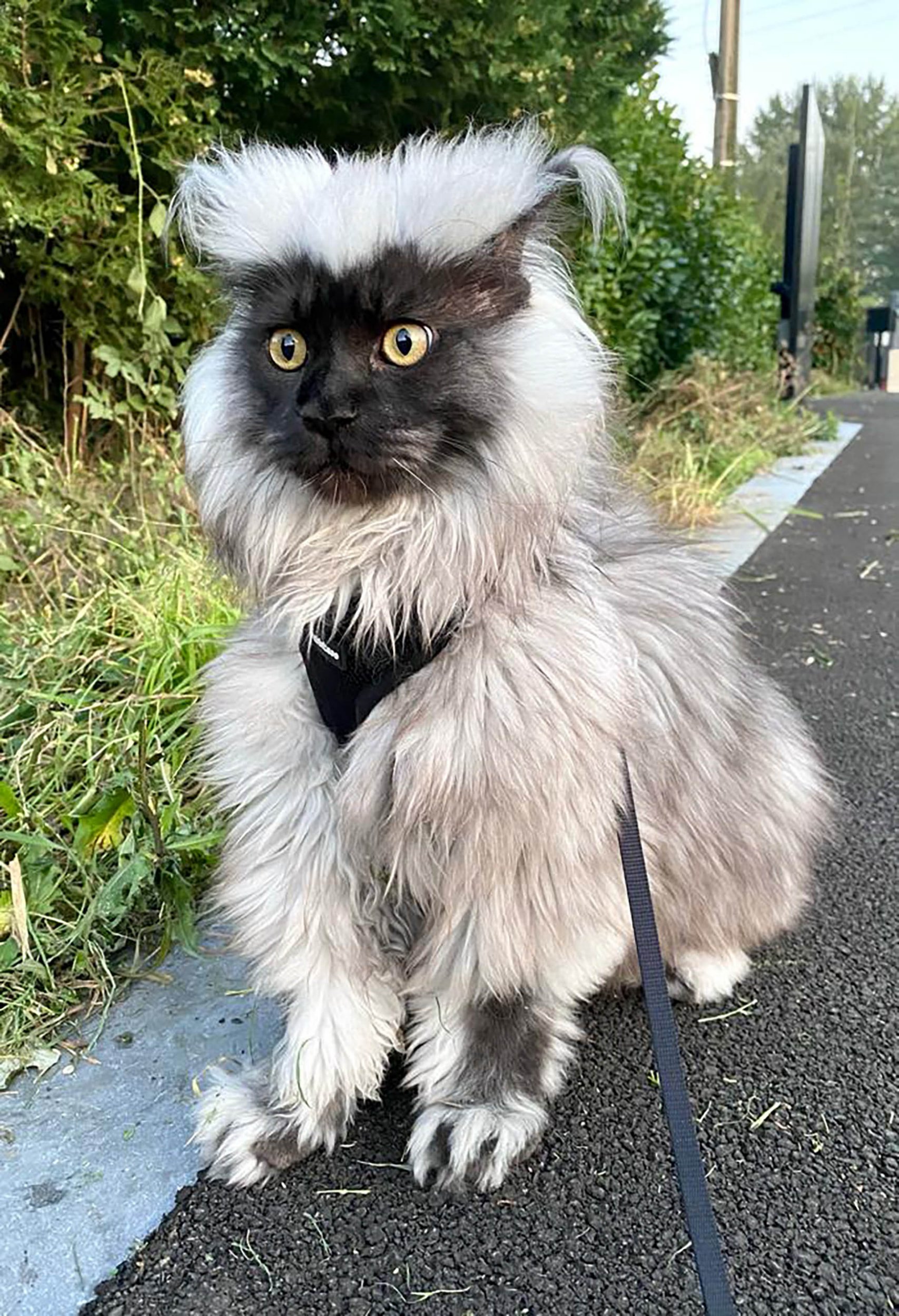 richie the maine coon out for a walk