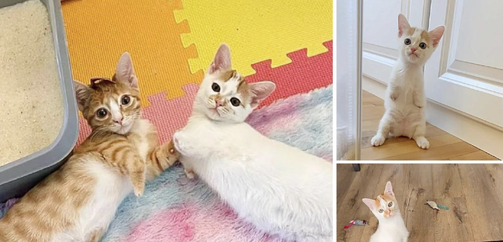 Through their journey to a happy ending, the kittens who stand like ...