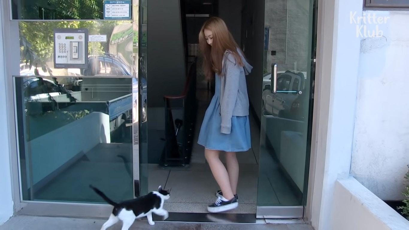 Stray Cat Followed Woman Everywhere, Begging For Adoption