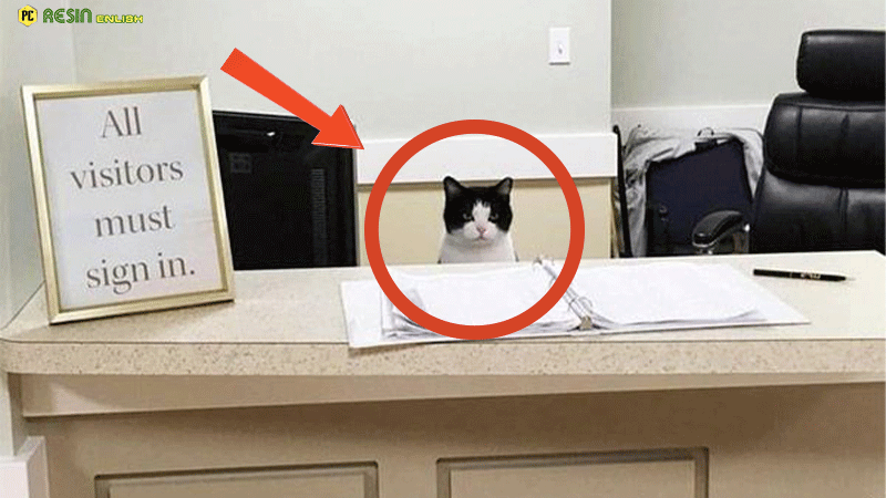 homeless-cat-pussyfooted-into-a-nursing-home-and-got-a-job