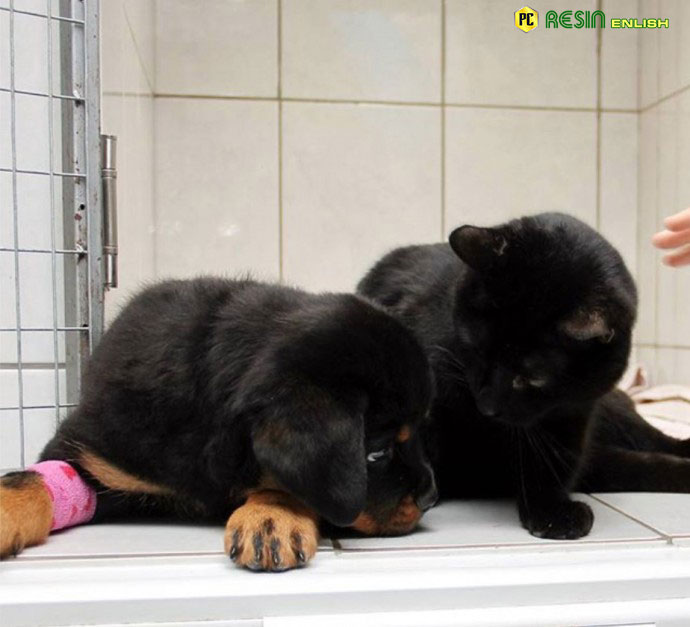 paralyzed-cat-drags-himself-around-a-vet-clinic-to-cuddle-sick-dogs-4