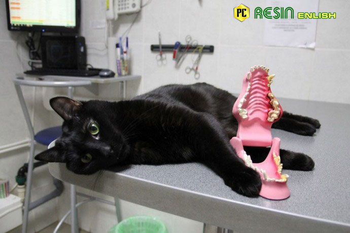 paralyzed-cat-drags-himself-around-a-vet-clinic-to-cuddle-sick-dogs-5