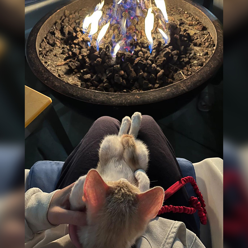 Connor the kitten by the fire