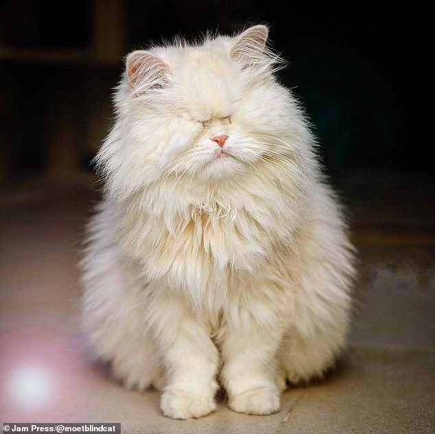 Moet, an eight-year-old Persian cat, pictured, had her eyeballs removed as a kitten after living on the streets of Oman without food, water and a safe place to sleep, which led to the deterioration of her vision