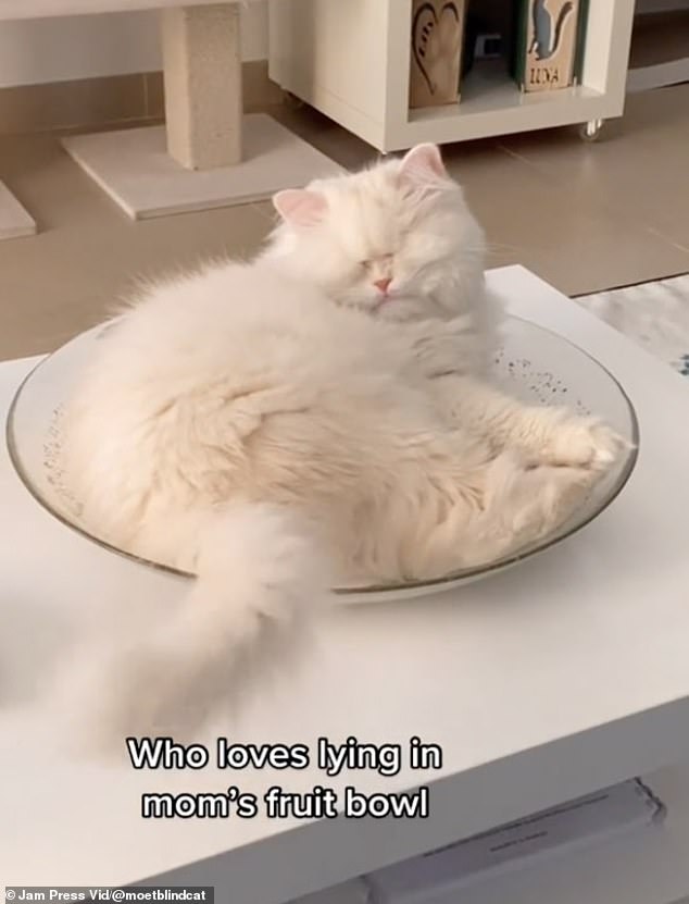 After sharing clips of Moet on TikTok, the moggy went viral thanks to her trademark squeaky meow and cute quirks like lying in her mother's fruit bowl