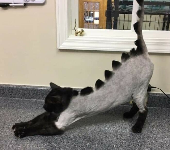 20 Adorable Cats With Dragon Hair Cuts