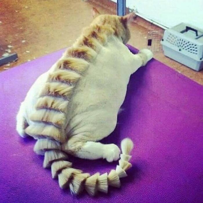 20 Adorable Cats With Dragon Hair Cuts
