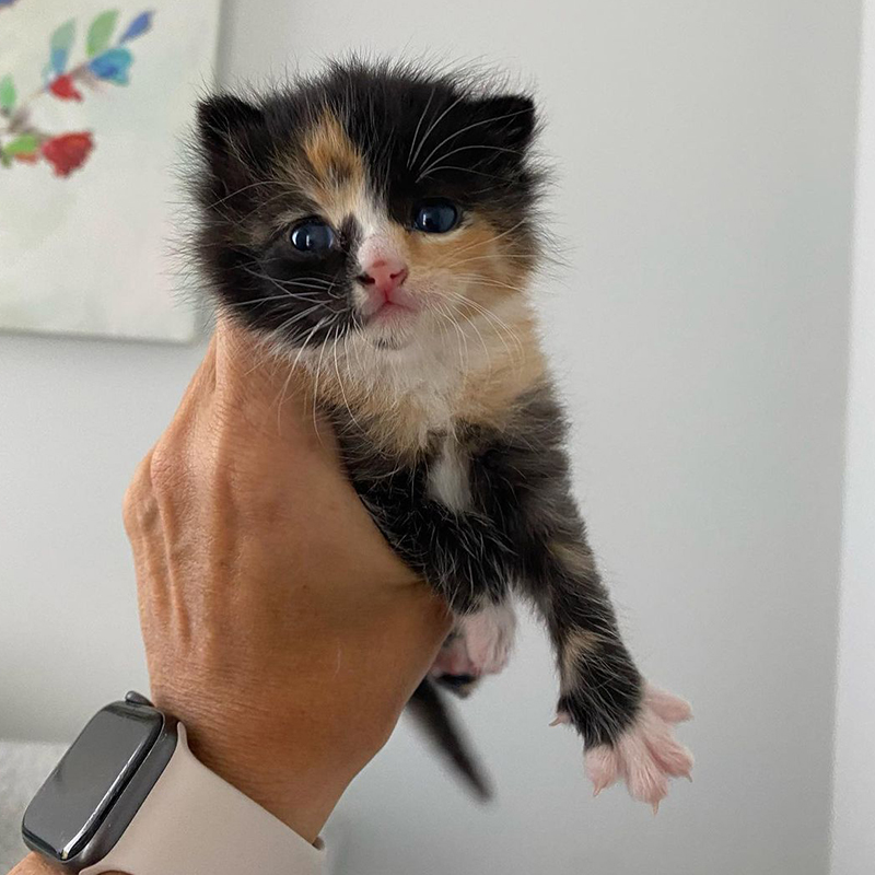 Cute Fia the calico kitten held up in foster mom's hand