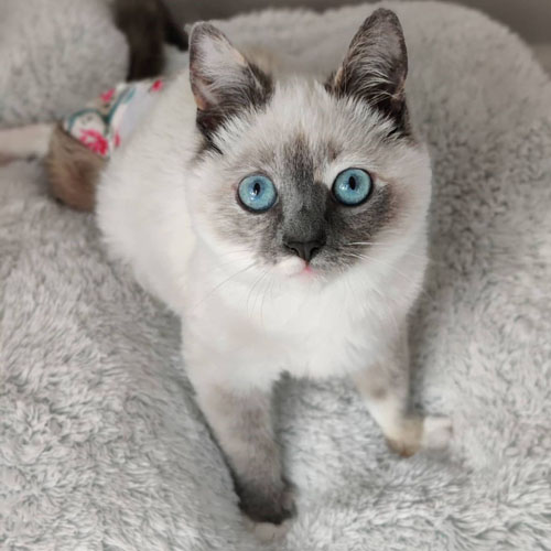 paralyzed and incontinent siamese rescue cat