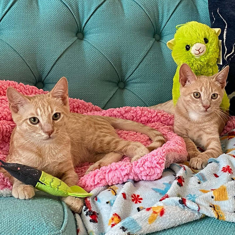 Kendall and Roman in their forever home on a comfy chair