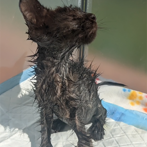 blind three-legged black rescue kitten