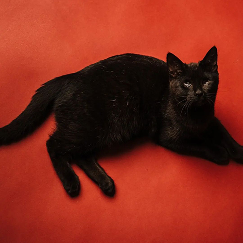 blind three-legged black rescue kitten