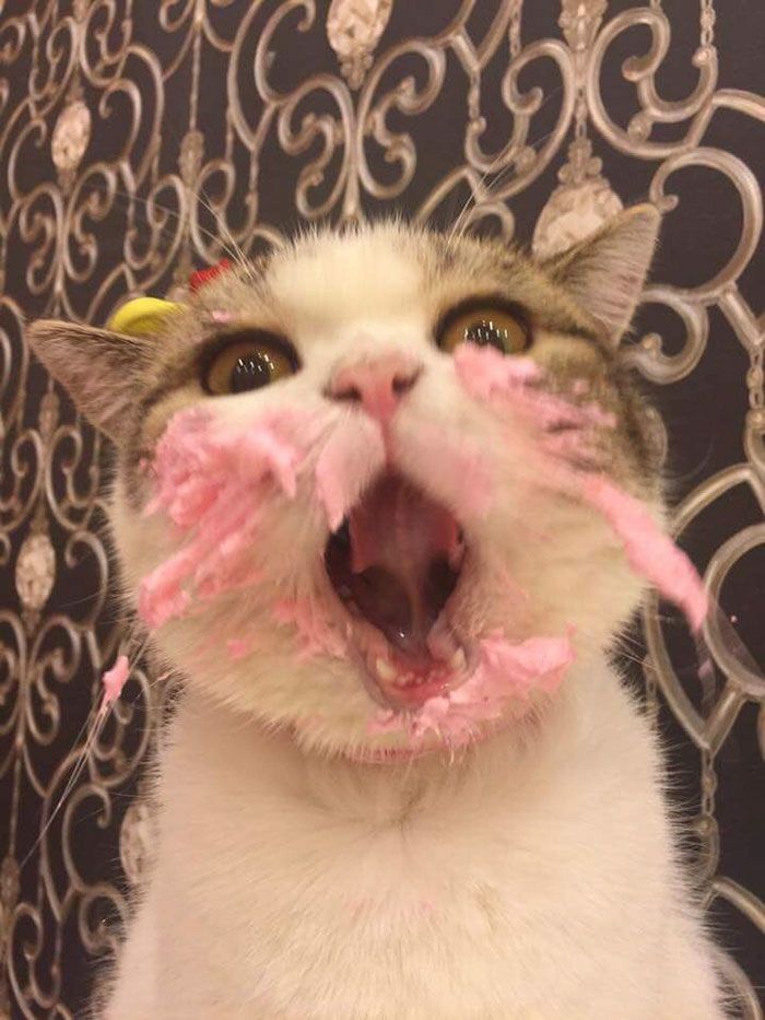 This Cat Eating A Cake On His Birthday Is Hilariously Adorable | Sevimli kediler, Kediler ve yavruları, Komik hayvan