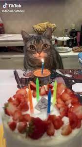 LULU Fun - Bài hát chúc mừng sinh nhật mèo | Facebook | By LULU Fun | Chúc mừng sinh nhật mèo