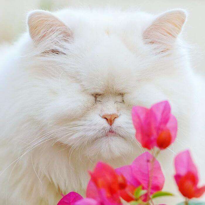 Admirable Persian Cat