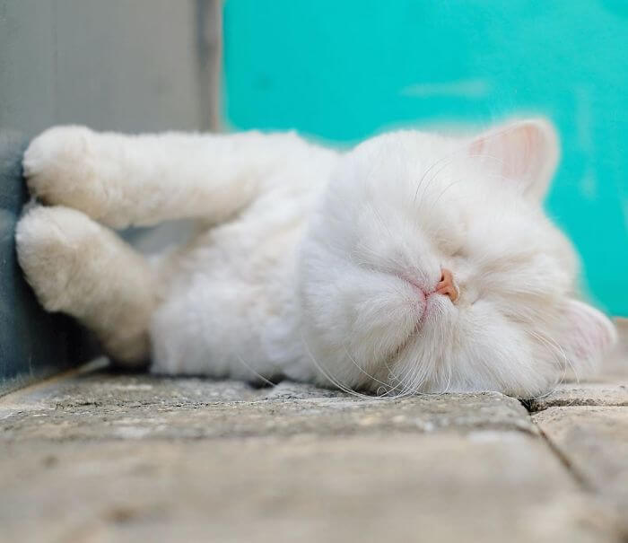 Admirable Persian Cat