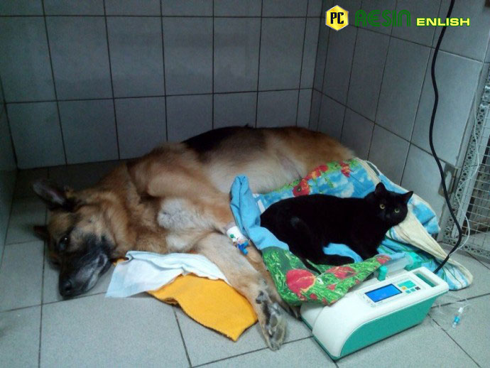 paralyzed-cat-drags-himself-around-a-vet-clinic-to-cuddle-sick-dogs-2