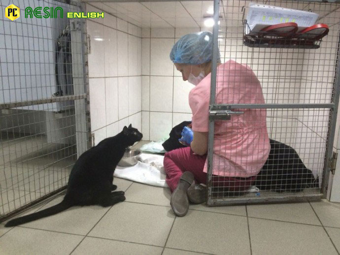 paralyzed-cat-drags-himself-around-a-vet-clinic-to-cuddle-sick-dogs-3