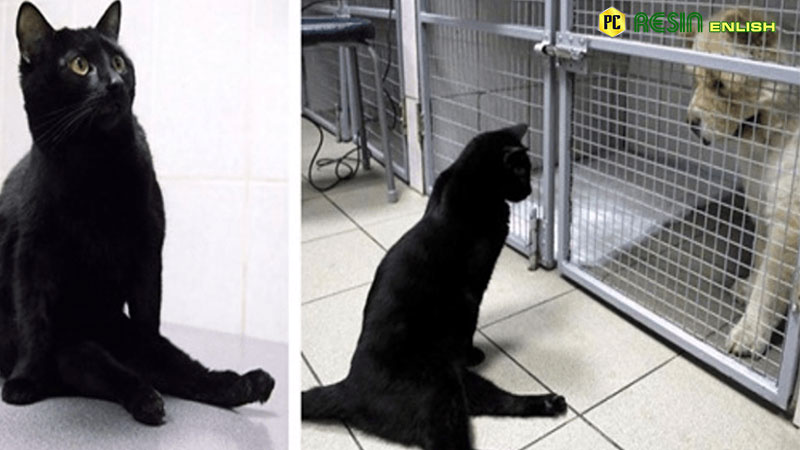paralyzed-cat-drags-himself-around-a-vet-clinic-to-cuddle-sick-dogs
