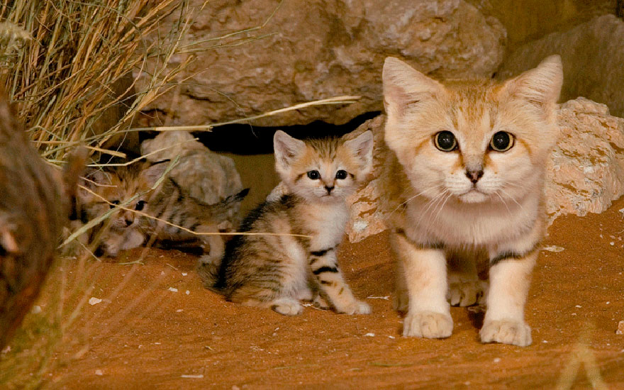 sand-cats-kittens-forever-1