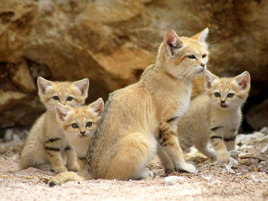 sand-cats-kittens-forever-3