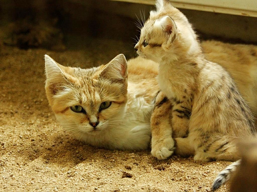 sand-cats-kittens-forever-7