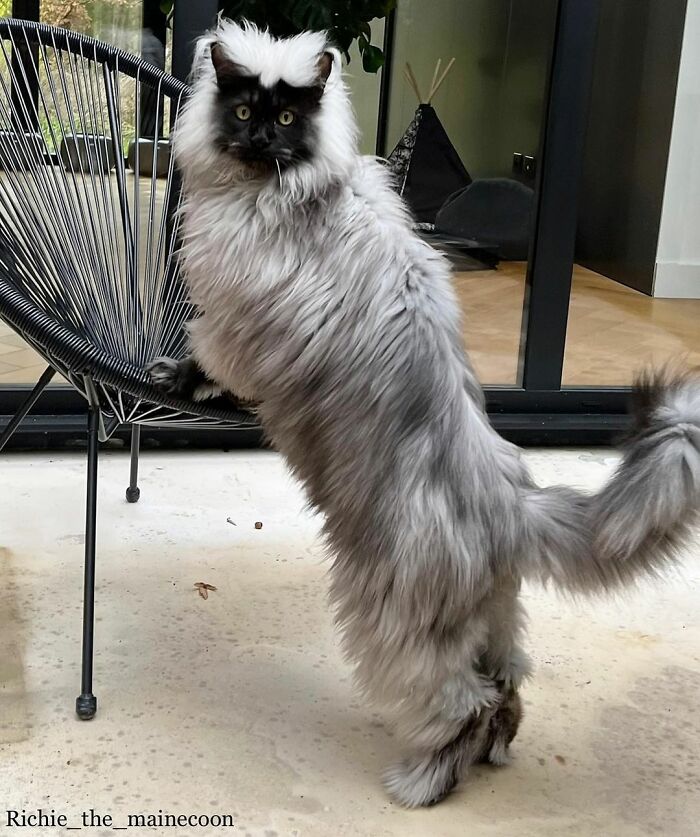 Meet Richie, The Maine Coon Cat Gone Viral On Social Media