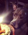 Michelle on Instagram: &quot;Doggy Birthday Cake from @statelypetsupply ......