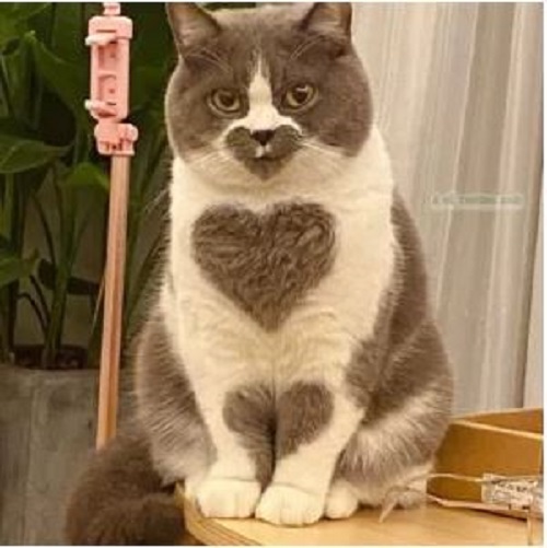 Meet Heart the cat with unique fur that warms the hearts of viewers on social networks