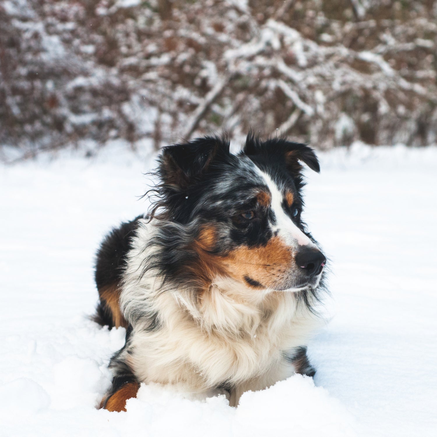 An Australian shepherd with black, brown, and white fur sitting in the snow.