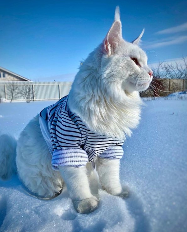 a large white cat named kefir wearing a striped black and white shirt as he sits in the snow and looks into the distance