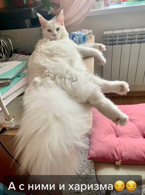 a large, white maine coon named kefir looking back as he lays on a desk 