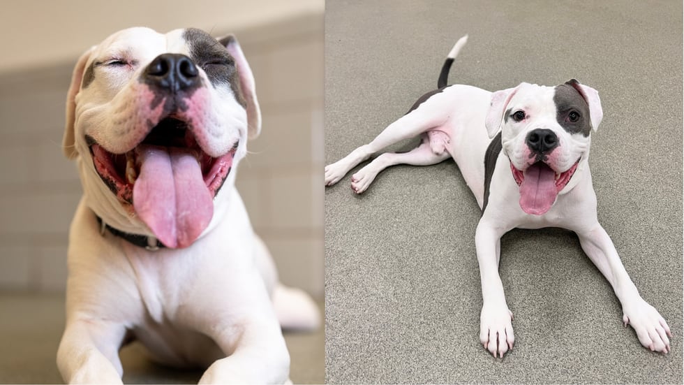 Elvis is a 3-year-old “meatball” with a silly personality, the shelter said.